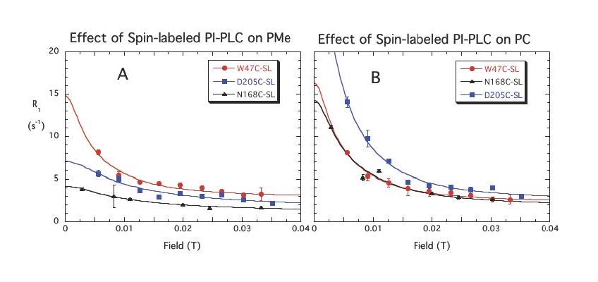 spin-labeled PI-PLC